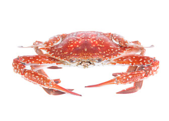 crab isolated on a white background