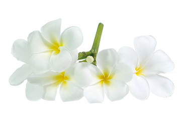 frangipani flower isolated on white on white background