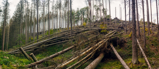 uprooted trees - broken and fallen trees (spruces) in the forest, after a strong wind