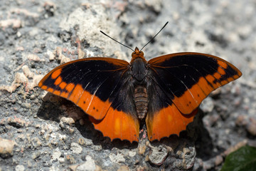 Flame-bordered emperor or flame-bordered charaxes (Charaxes protoclea) butterfly