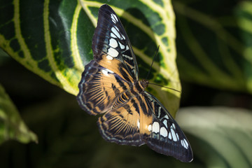 Fototapeta na wymiar Parthenos sylvia, the clipper butterfly on green leaf