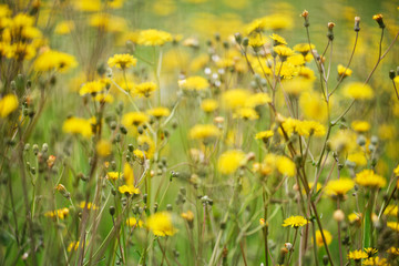 Obraz premium Wiesen-Pippau