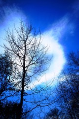 青空と老木とハート形の雲