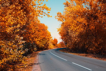 Asphalt curvy road with fallen leaves in autumn forest. Autumnal background