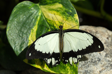 Mocker Swallowtail (Papilio dardanus ) butterfly