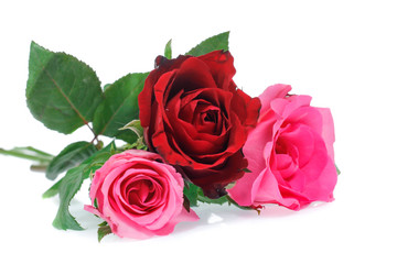 Beautiful  rose isolated on white
