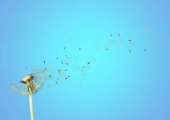 Obraz premium Grown dandelion and dandelion on blue gradient background
