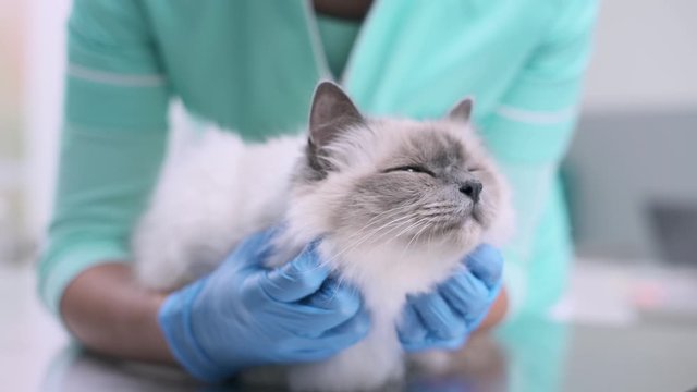 Vet cuddling a beautiful cat at the pet clinic