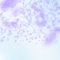 Violet flower petals falling down. Sublime romanti