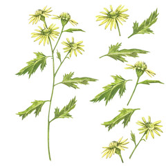 Chamomile or Daisy bouquets, yellow flowers. Realistic botanical sketch on white background for design, hand draw illustration in botanical style.
