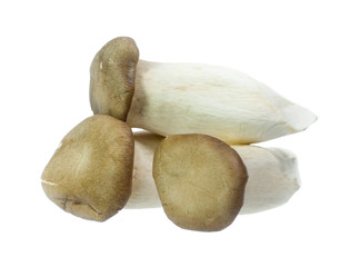 King Oyster mushrooms isolated on white background