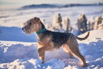 dog fun in the snow