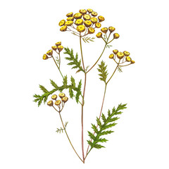Fototapeta premium Wildflowers medicinal tansy watercolor illustrations. Isolated on the white background. Blossom, herbarium plant. Accurate botanical illustration.