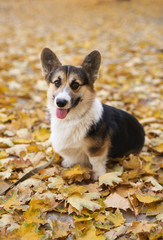 Beautiful and adorable Welsh Corgi dog in the autumn park. Colorful fallen leaves on background.