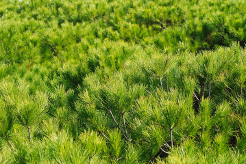 FOLLAJE PINO PIÑONERO