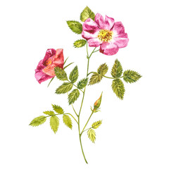 Botanical wild rose flower watercolor. Watercolor set of rose hip flowers and leaves, hand drawn floral illustration isolated on a white background.