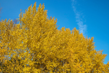 yellow aspen tree leaves in october