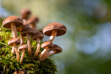Mushrooms at the Six Lake District in Duisburg in close-up