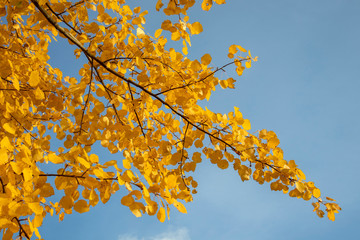 yellow aspen tree leaves in october