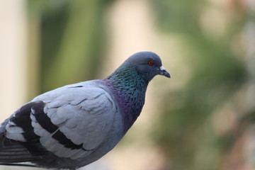 portrait of pigeon