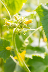 Cucumber embryo with a yellow flower on a branch