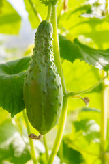 Mature cucumbers in the greenhouse hanging on a branch