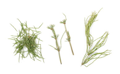 Dry horsetail fern, (Equisetum arvense) isolated on white background, top view