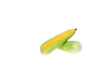 copy space corn isolated on a white background