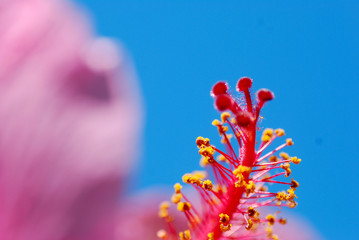 HIBISCUS ROSA SINENSIS. ROSA DE CHINA