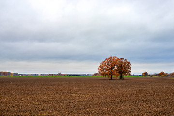 Lone trees in the middle of a cultivated field on a cloudy autumn morning - image