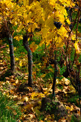 Obraz premium october vineyard, yellow and orange grape leaves on vine plants