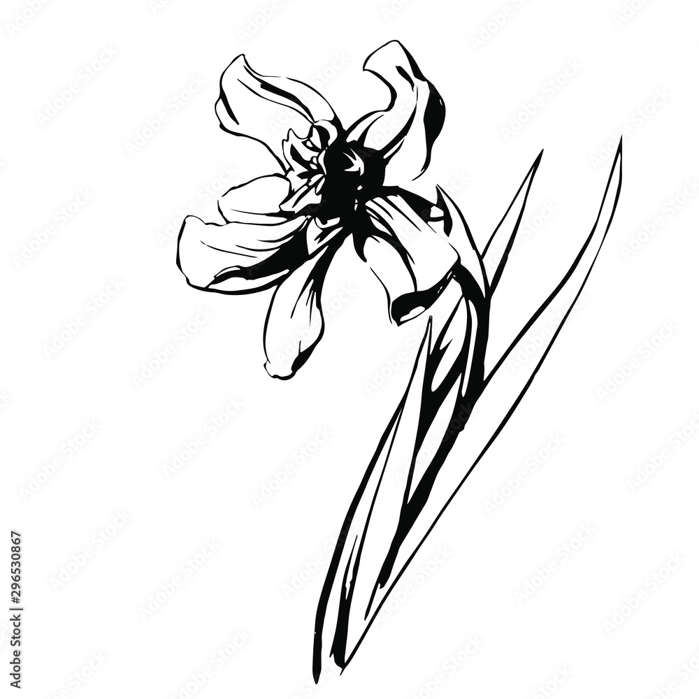 Wall mural Narcissus with stem and leaves vector illustration drawn in black ink as a stamp isolated on white background in hand drawn style