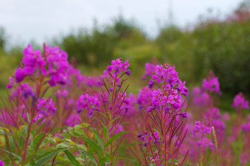 Fireweed blühte des Schmalblättriges Weidenröschen vor Bergen