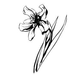 Narcissus with stem and leaves vector illustration drawn in black ink as a stamp isolated on white background in hand drawn style