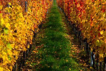 october vineyard, yellow and orange grape leaves on vine plants