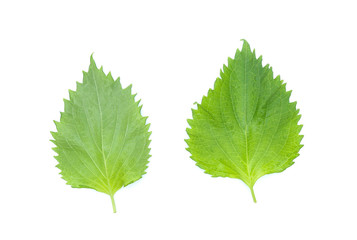 sesame leaves or perilla leaf isolated on white background