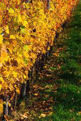october vineyard, yellow and orange grape leaves on vine plants