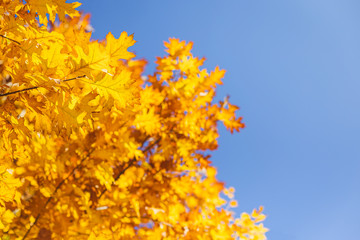 Beautiful autumn oak tree with golden leaves on a sun and blue sky.