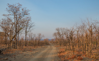 A sandy vehicle track runs through bushes and trees in the wilderness image with copy space in horizontal format