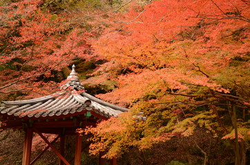 紅葉谷公園