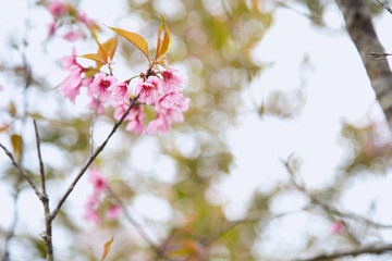 Beautiful cherry blossom or sakura in spring time over  sky