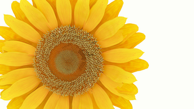 yellow flower 3D