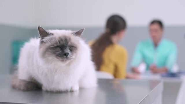 Cute birman cat at the pet clinic