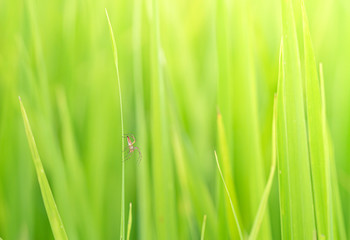 Close-up view of the spider ,Spider on a green blade of grass on a soft light green background