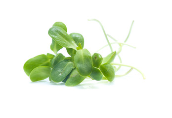 Sunflower sprouts isolated on white background