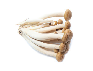 brown beech mushroom or Shimeji mushroom on white background