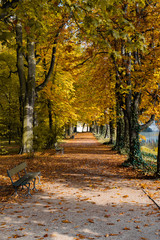 Fototapeta na wymiar avenue of autumn trees in park 