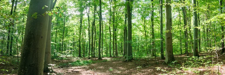 Fototapete Panoramic view of beech forest in summer. Ternopil region, Ukraine © fotomaster