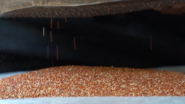 Cleaning Finger Millet grains