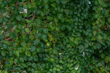 Obraz premium Lush garden vine on pergola